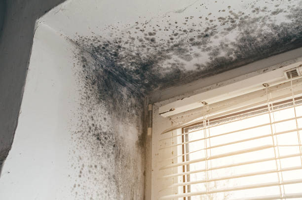 Affordable Black Mold Remediation solutions in Manville, NJ